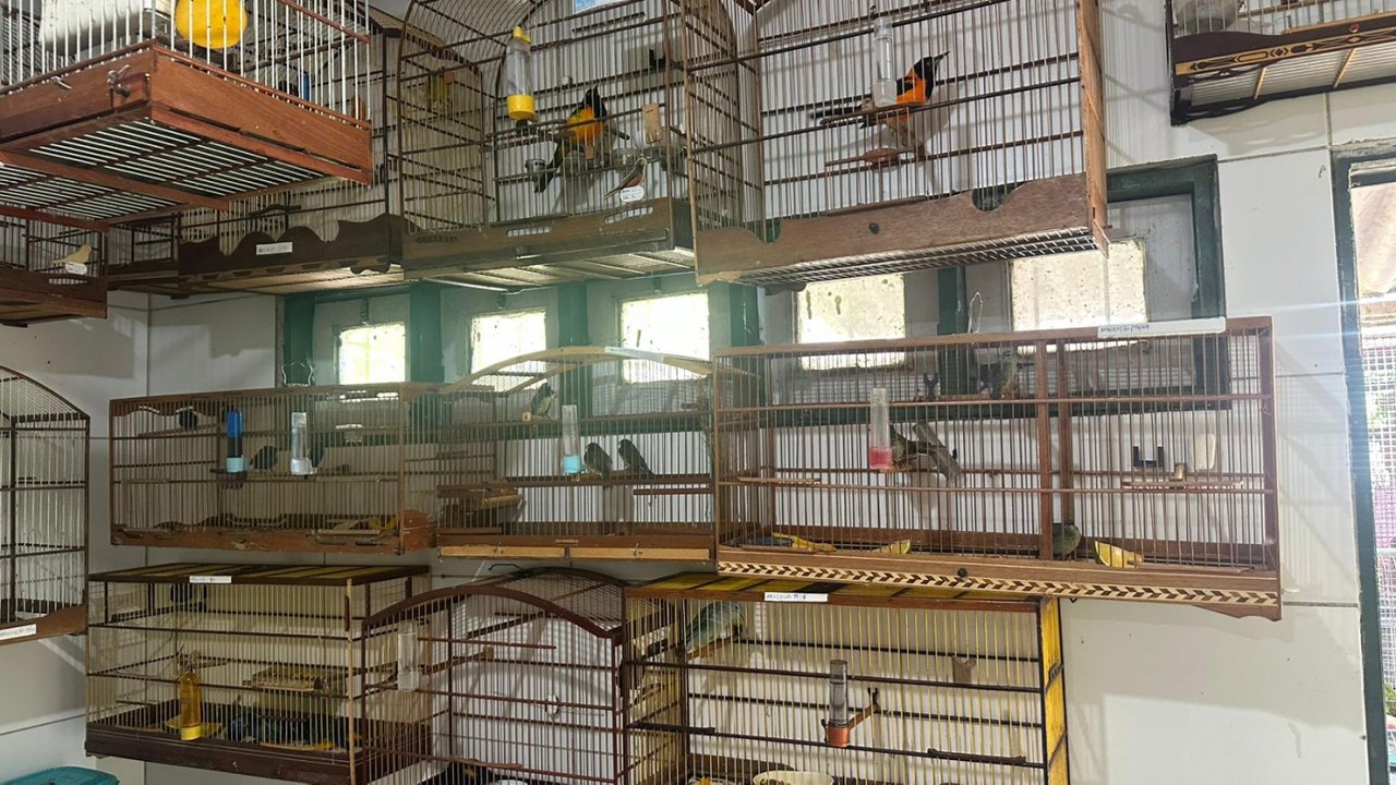 Cetas acolhe 42 aves vítimas de maus-tratos apreendidas no aeroporto de Alagoas