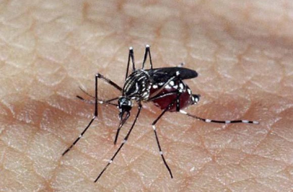 zika