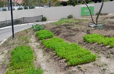 Horta comunitária do Parque Shopping ganha prêmio nacional da rede Aliansce Sonae 