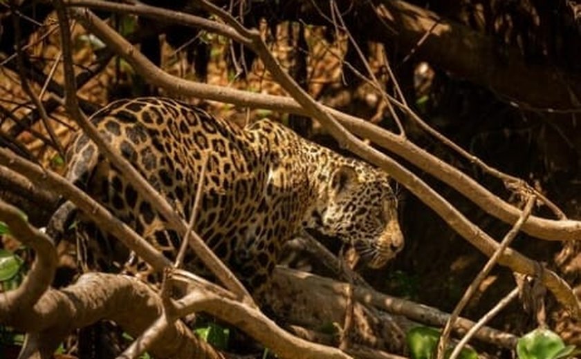 Dia Mundial do Meio Ambiente: um convite à consciência global e agronegócio sustentável
