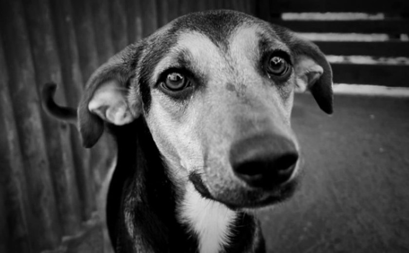 Documentário do filme &#8216;Vira-latas os verdadeiros cães de raça&#8217; corre o risco de não passar nos cinemas