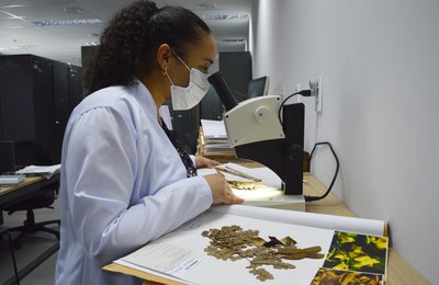 Herbário MAC abre inscrições para a 20ª Semana de Museus