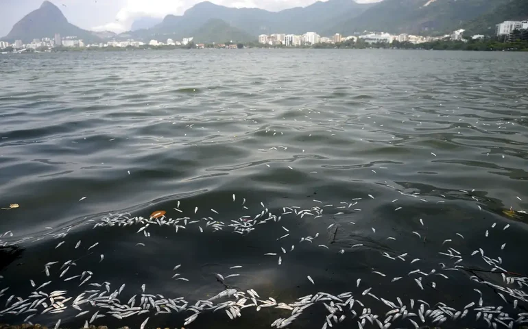 Peixes mortos aparecem nas proximidades da Represa Billings