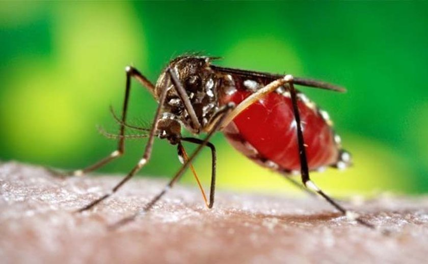 Laboratório Evandro Chagas identifica 12 casos de Febre do Chikungunya em AL