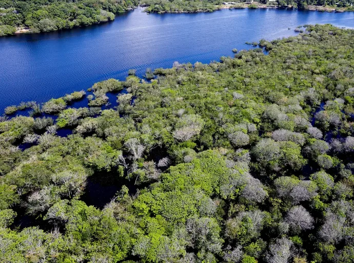 Alertas de desmatamento na Amazônia caem 35% em junho de 2026