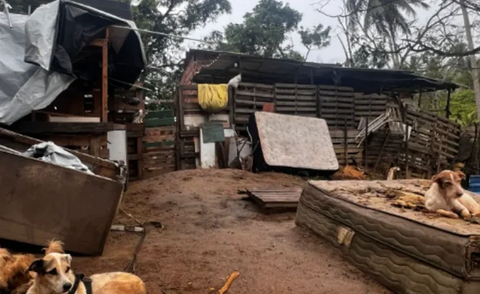 Chuvas comprometem abrigo e deixam mais de 130 animais em situação de risco em Maceió Chuvas comprometem abrigo e deixam mais de 130 animais em situação de risco em Maceió