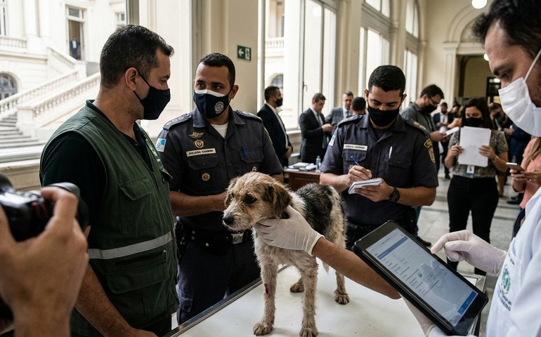 Projeto de lei aprovado na Alerj obriga notificação de maus-tratos a animais