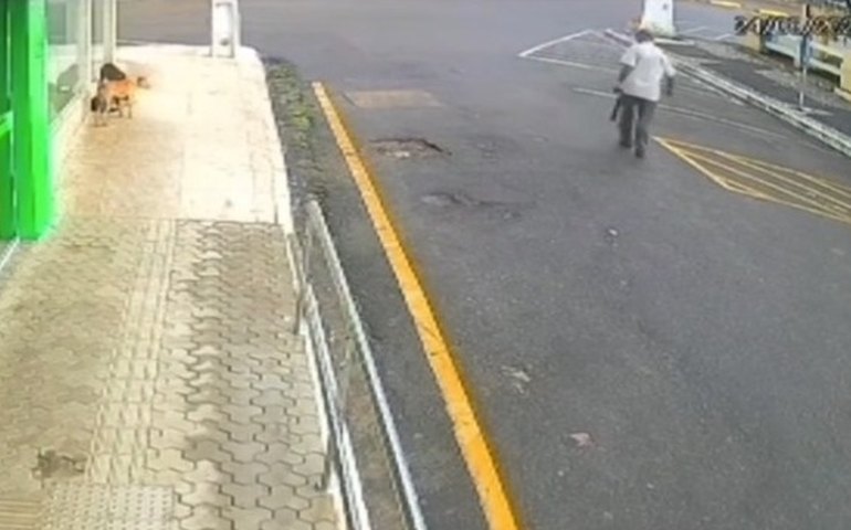 Idoso flagrado envenenando cães em Palmeira dos Índios é solto após audiência de custódia