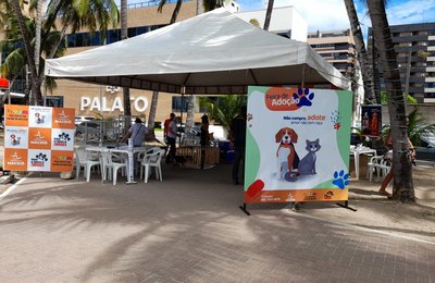 Feira de adoção garante novo lar para cães e gatos em Maceió toda semana