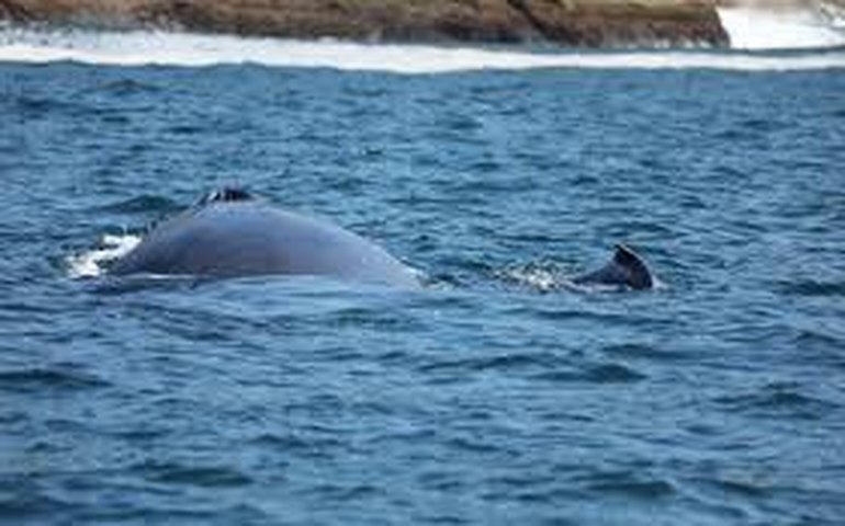 Orcas atacam e afundam veleiro no Estreito de Gibraltar