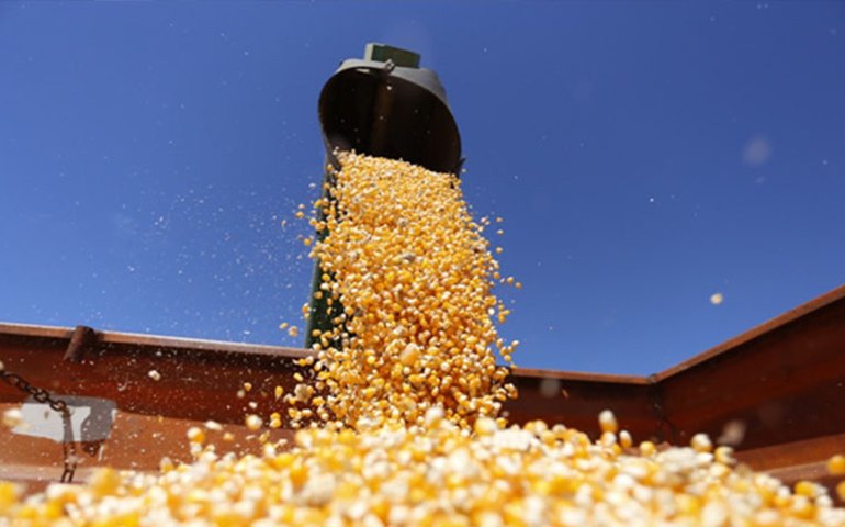 Safra brasileira de grãos terá redução de 1,2% segundo Conab