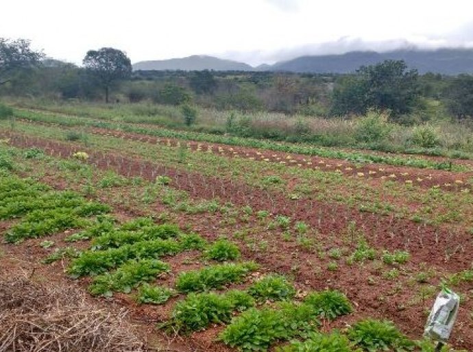 Programa de Aquisição de Alimentos beneficiará 1. 875 agricultores familiares