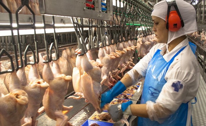 Preço da carne de frango deve aumentar, graças a elevação dos custos