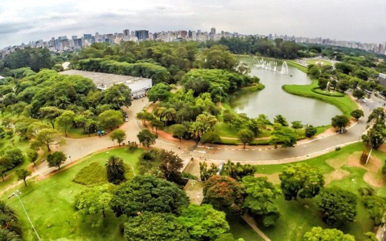 Por que lago do Ibirapuera está verde, seco e com peixes mortos? Veja vídeo e entenda problema
