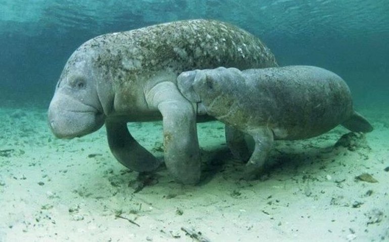 Santuário do peixe-boi recebe nova sede na nesta semana em Porto de Pedras