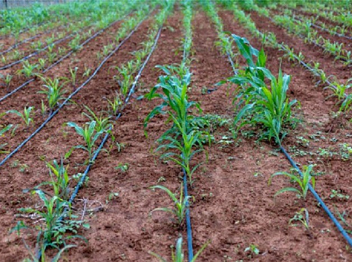 Água do São Francisco impulsiona produção e renda em comunidades reassentadas