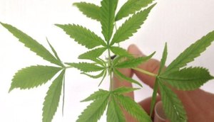 MACONHA