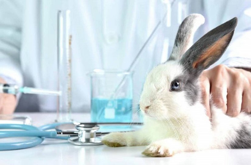 Coelhinhos serão projetados, em Maceió, pedindo aprovação de PL que proíbe testes cosméticos em animais