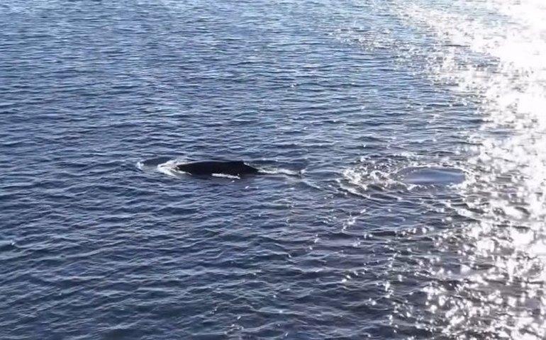 O mar está para baleia: jubartes dão show, com saltos e esguichos no litoral do Rio