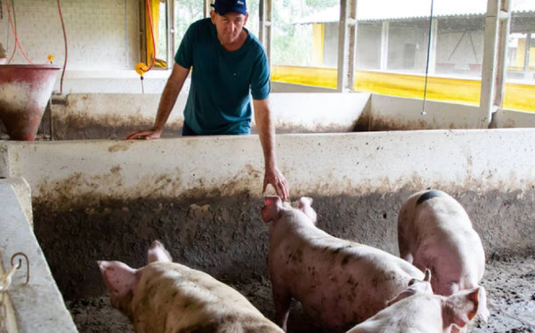Com custos em alta, produtores de ovos e suínos optam por reduzir a oferta