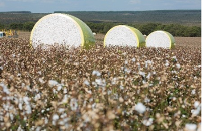 Do campo à indústria, o arame ajuda a preservar a qualidade do algodão brasileiro