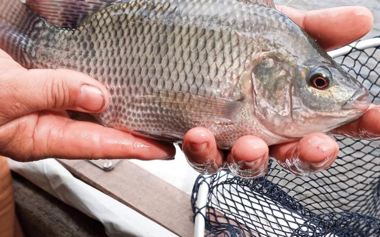 Governo de Alagoas cria Agência de Desenvolvimento da Pesca, Aquicultura e Apicultura