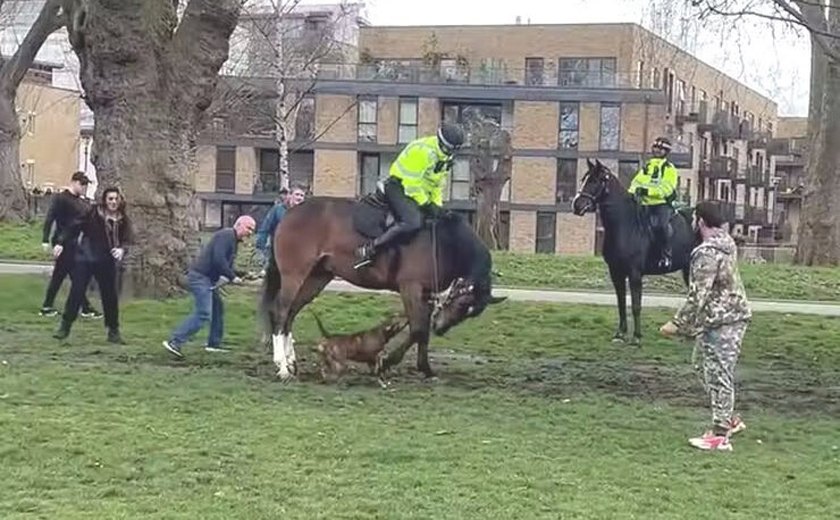 Cachorro persegue e ataca cavalo montado por policial em Londres: 'enlouqueceu'; veja vídeo