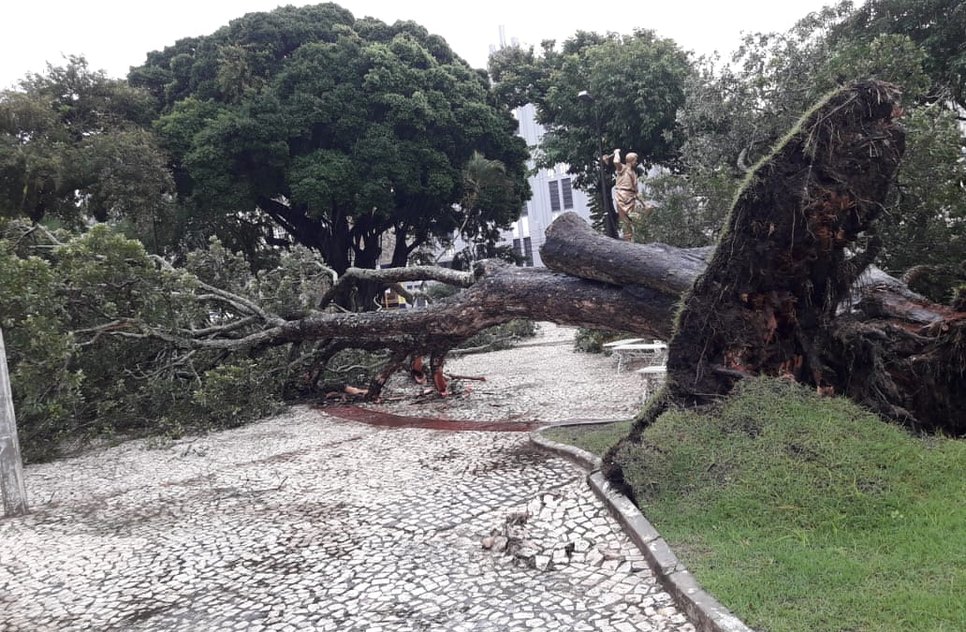 arvore cai na praça fausto cardoso