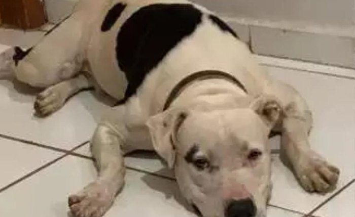 Zeus, pitbull de 10 anos, morreu após passar mal durante queima de fogos, segundo relato do tutor