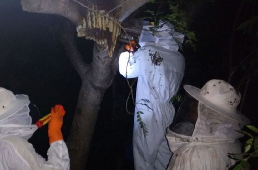 Emater captura enxame de abelha em Santana e doa para apicultora