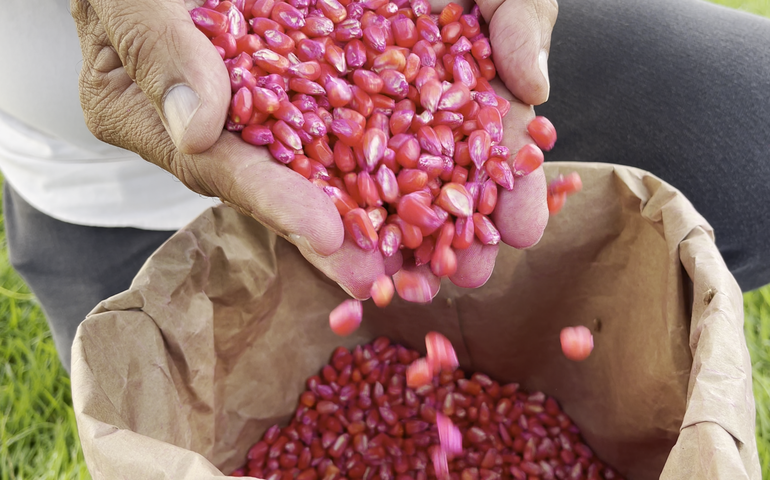Alagoas Sem Fome: Governo planeja distribuir mais de mil toneladas de sementes para plantio em 2024