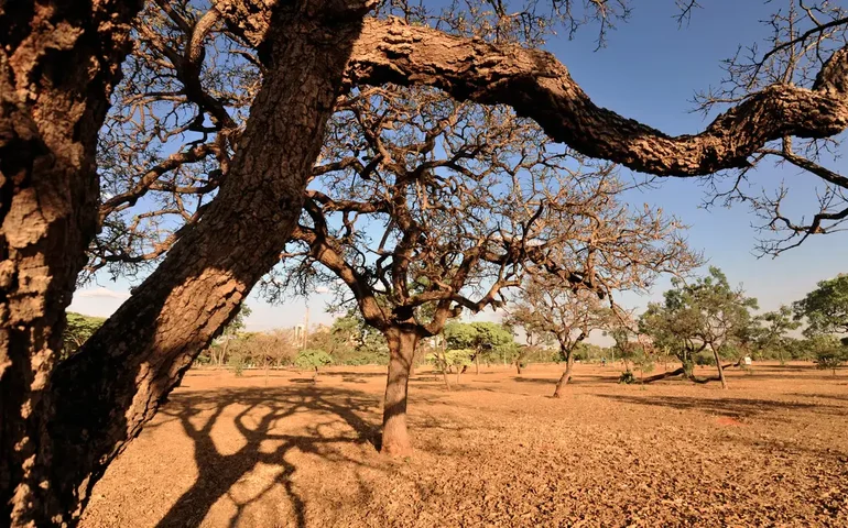 Fogo consumiu 88 mi de hectares de Cerrado entre 1985 e 2023, aponta estudo do MapBiomas