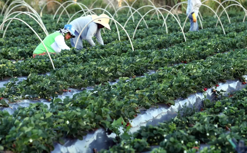 Agricultores protestam na sede da UE, onde ministros de Agricultura se reúnem