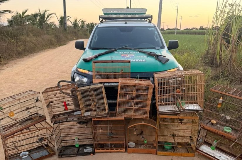 Mais de 50 animais silvestres são resgatados durante fiscalização em Maceió
