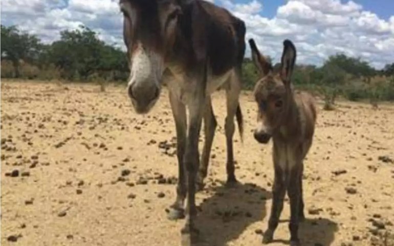 Especialistas pedem fim do abate de jumentos para evitar extinção da espécie