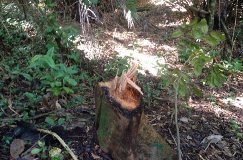 Após denúncia, técnicos do IMA flagram desmatamento na APA do Catolé