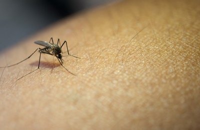 Ministério da Saúde alerta para riscos de dengue no período chuvoso