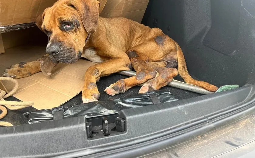 ‘Duquesa’ é resgatada e donos responderão a inquérito policial por maus-tratos