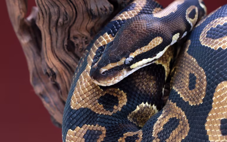 Guia turístico escapa de ataque de píton gigante durante passeio