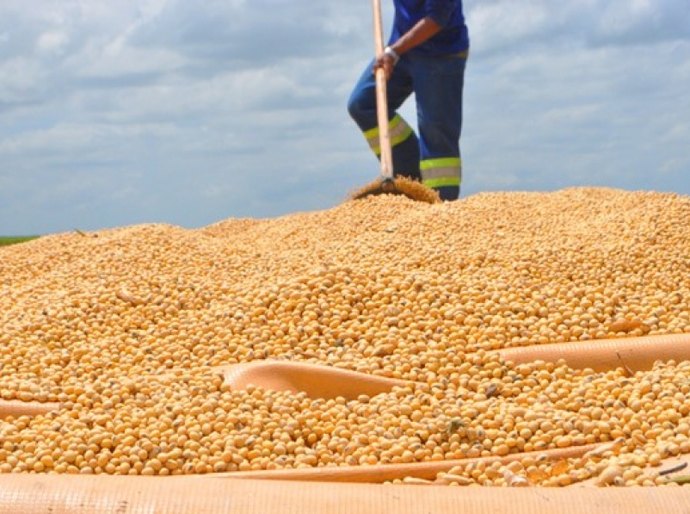 Alagoas terá mais de mil hectares plantados com soja em 2018