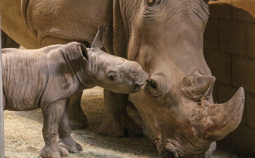 Zoológico dos EUA anuncia nascimento de rinoceronte-branco