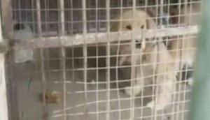 Após polêmicas envolvendo ursos, zoológico chinês é acusado de substituir leão por filhote de golden retriever