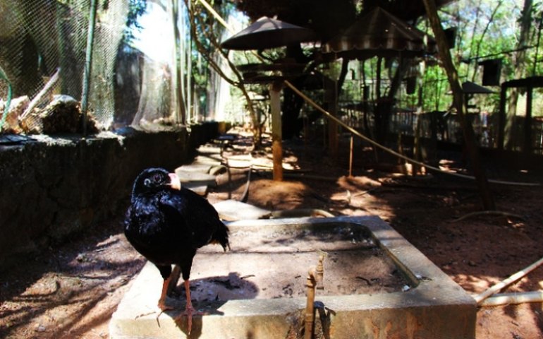 Mutum-de-alagoas retorna ao Estado nesta sexta-feira e será reintroduzido à natureza