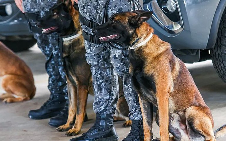Homem é preso em ônibus em São Sebastião, após cão farejador localizar droga na mala dele