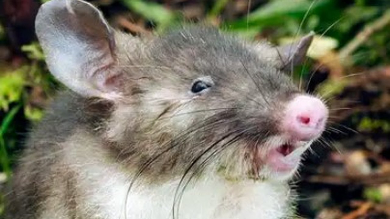 Rato invade campo e paralisa jogo das Eliminatórias da Europa para a Copa do Mundo 2026