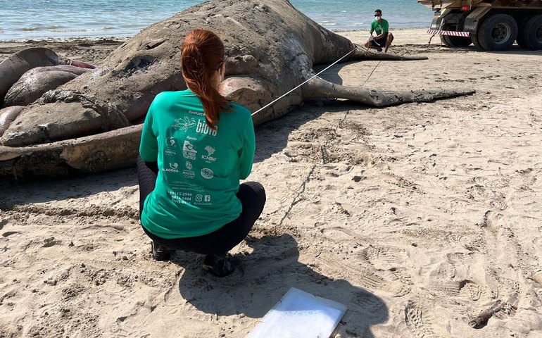 Baleia jubarte é encontrada morta em Maceió; é a quarta achada sem vida no litoral alagoano