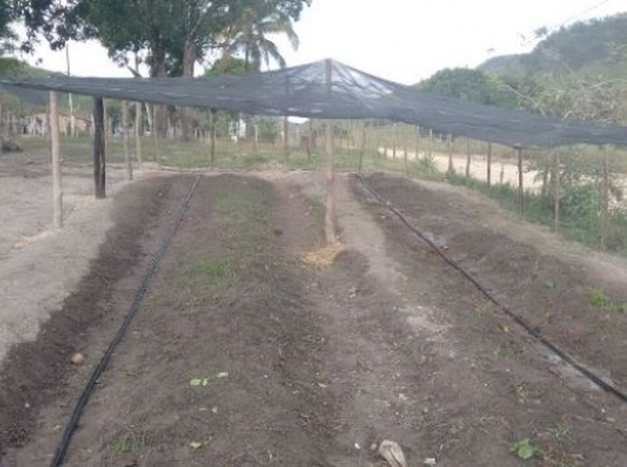 Nascentes revitalizadas pela Semarh proporcionam plantio em Cajueiro