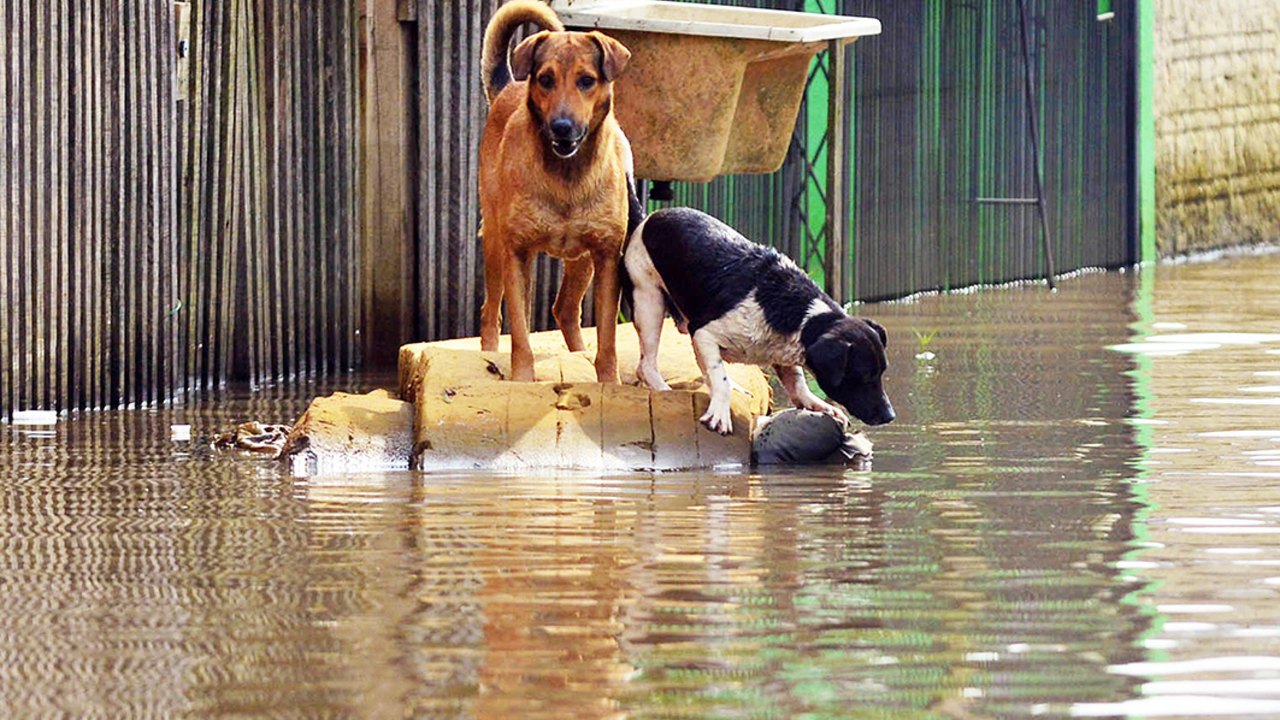 Secretaria da Cidadania lança cartilha com orientações para proteção animal em casos de desastres em massa