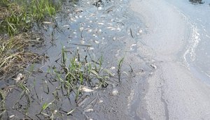 peixes-e1611677933266.jpg / Foto: Redes sociais