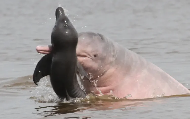 Operações de resgate tentam salvar a vida de golfinhos amazônicos